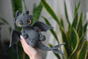 Black Dragon Crochet Pattern